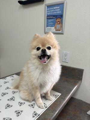 A happy pup ready for his exam and vaccines!