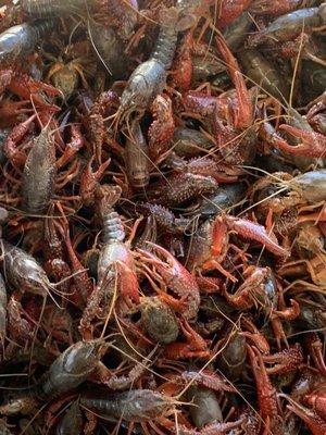 Live crawfish