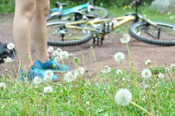 Beautiful dandelions growing along side the Lehigh Gorge Rail Trail System in White Haven, PA.