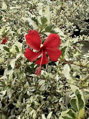 Hibiscus Cooperii