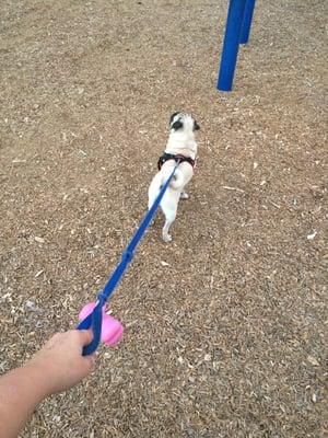 Pug exploring the swings