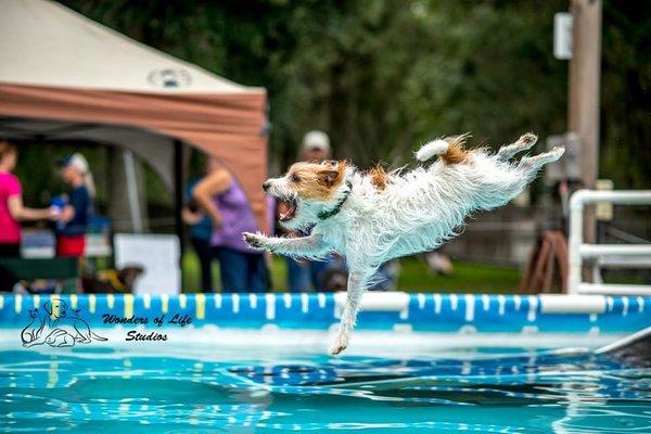 Who said Dock Diving was for big dogs only?