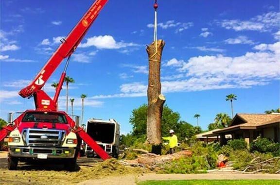 Techer's Tree Service