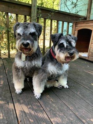 Freshly groomed by Shear Pawfectiin