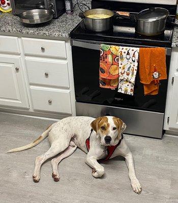 Gus guarding dinner, as opposed to jumping up with his paws on the counter trying to steal dinner. Thanks Mike!