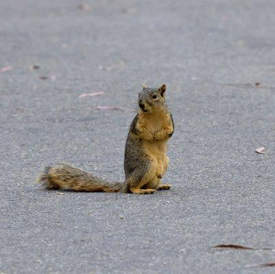 Cute little squirrel in the parking lot haha!