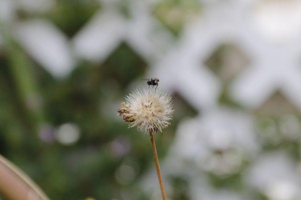 Common house fly