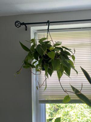 Heart leaf philodendron