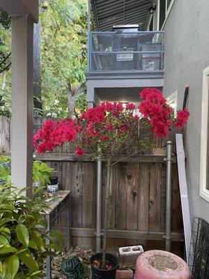 Azalea, about 5ft tall.