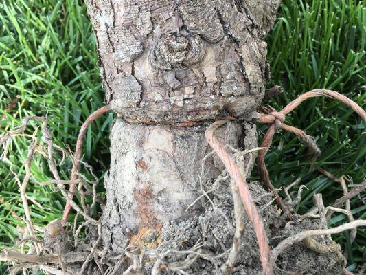 It suddenly died! We dug it up. These are pictures I took of our poor tree; STRANGLED by THE INCOMPARABLE INCOMPETENCE OF Tom Foster