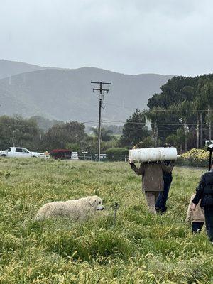 Livestock guard dogs and farmer!