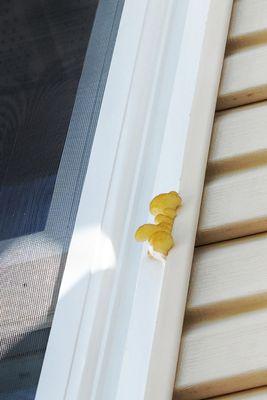 Fungus growing from within the Thompson Creek window, pushing caulking out (at bottom).