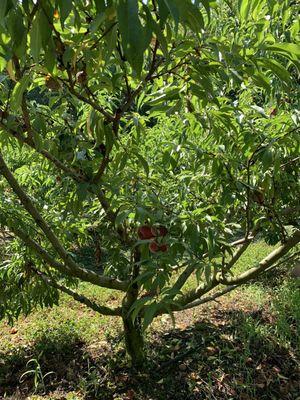 Peach tree