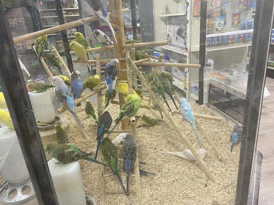 Glass cage with way too many budgies in it, overcrowded with little to no enrichment