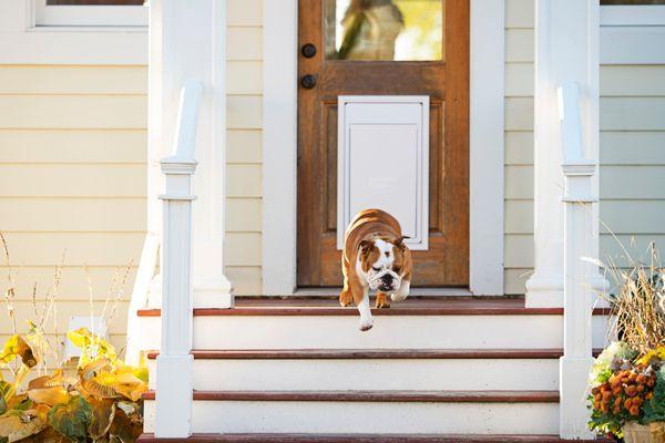 A dog using an electronic pet door to exit the home.