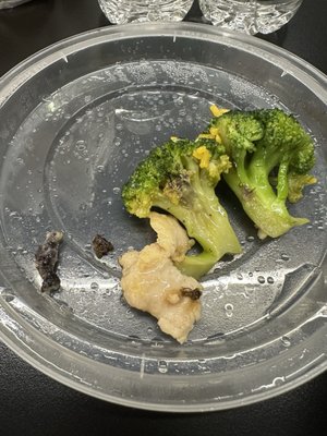 Disgusting rotten broccoli, funky chicken and mysterious things I found in my chicken and broccoli with white sauce.