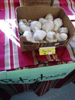 Local garlic