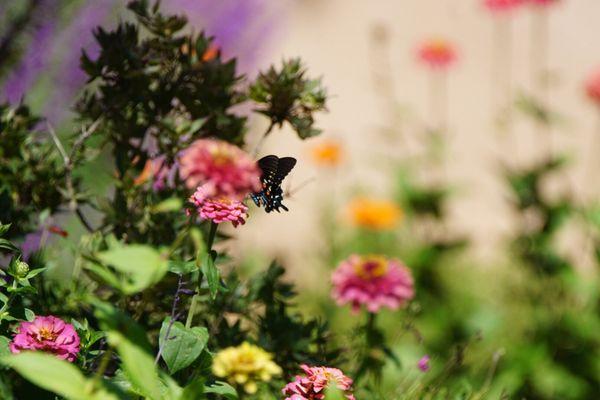 Butterflies in the garden