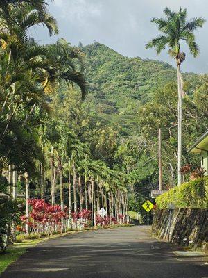 Very lush driveway...