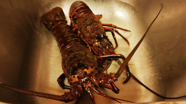 Spiny lobsters!