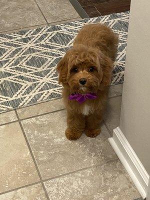 Zoey's first groom