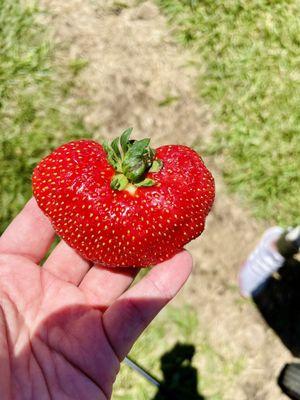 Heart-shaped strawberry