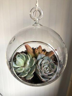 Succulents in a hanging pot