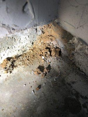 Subterranean termites found in a garage