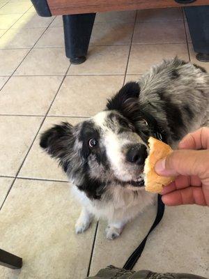 Frankie gladly ate some of my hot dog.