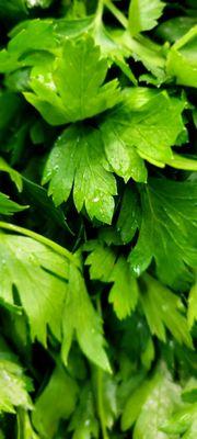 Beautiful Italian parsley...