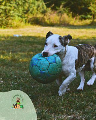 He loves his ball and take it everywhere