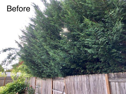 Leyland Cypress Trimming back from the fence line