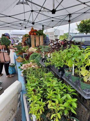 Fresh herbs for planting.