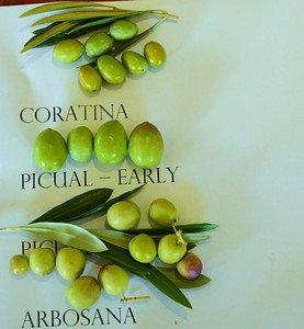 different olive used for our amazing oils