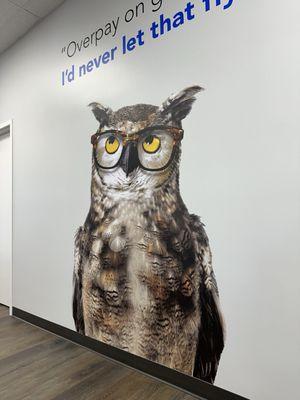 Cute advertisement owl.