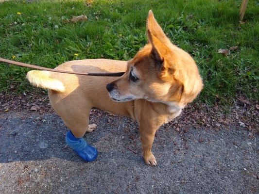 Lacey shows off the waterproof sock that keeps her bandaged foot dry during walks. Feel better soon, Lacey!