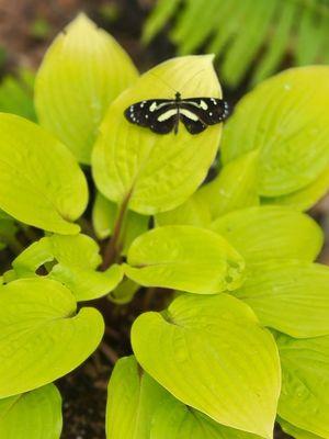 Zebra longwing