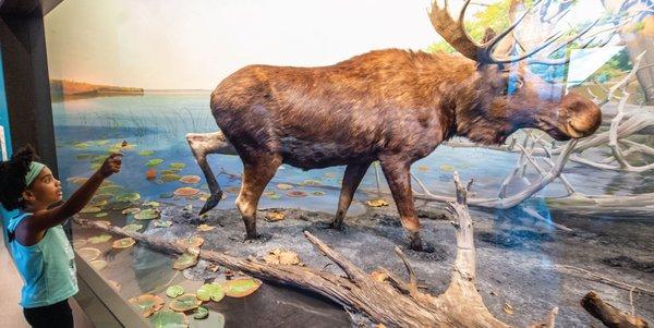 Looking at the newly restored moose diorama, featuring Gunflint Lake.