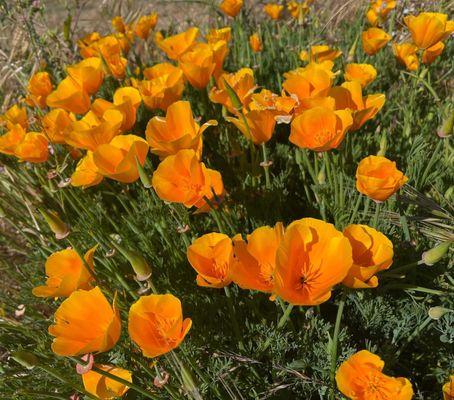 California Poppy growing wild