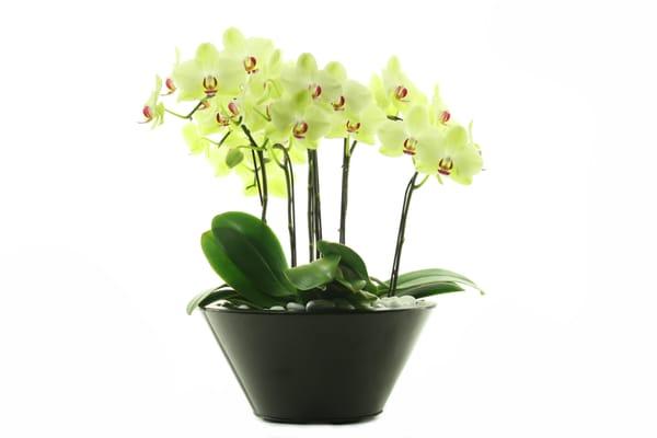 Green flowers - Phalaenopsis orchids