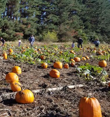 Pumpkin Patch you go to on the hayride