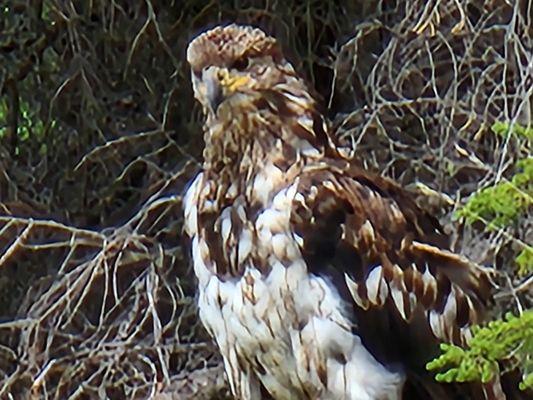 Juvenile bald eagle