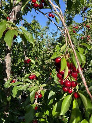 Cherries, brooks cherry