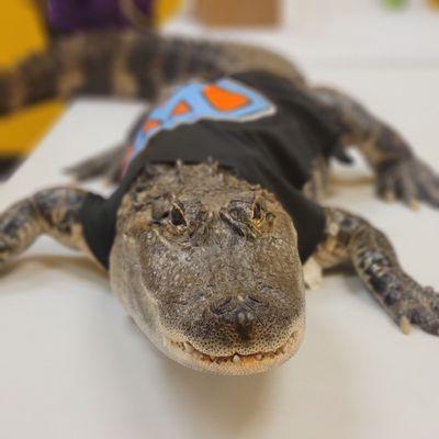 Wally the gator