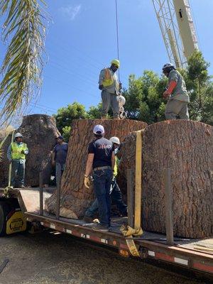 Pieces of the trunk were HUGE!