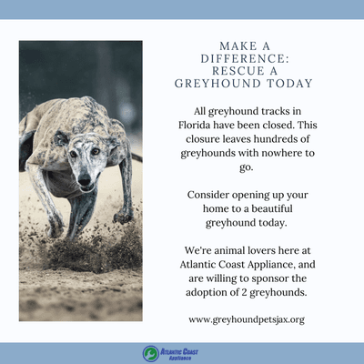 We support Greyhound Rescue!