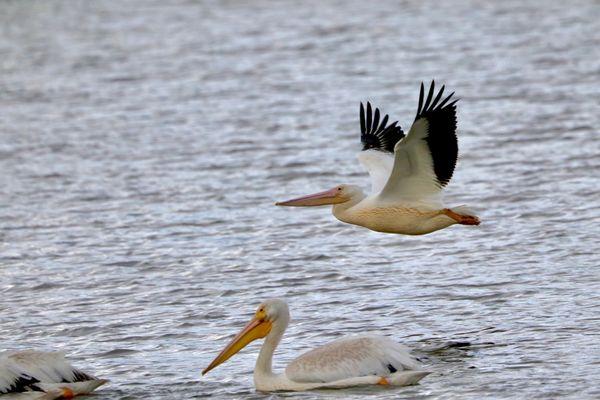 Pelican flyby