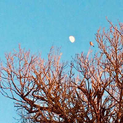 Such a pretty moment for me to see; a red bird sits on branch (near top right), and rising moon to its back.