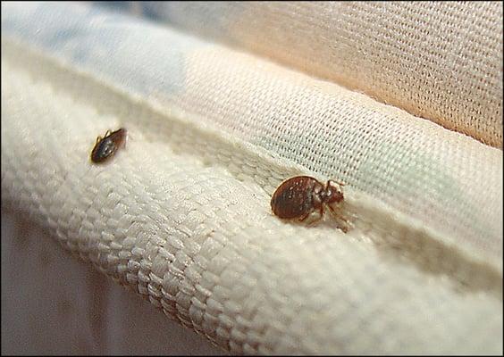 Beware of BED BUGS :(