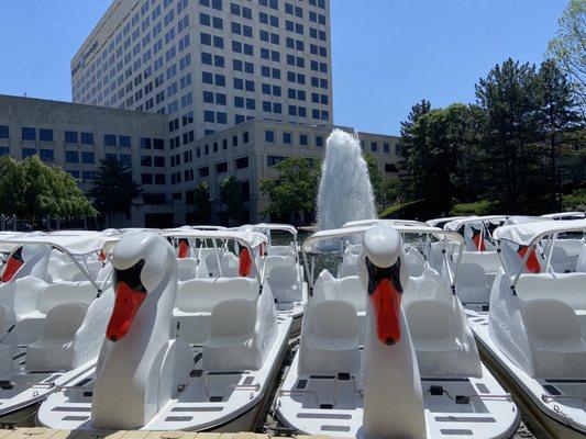 Check out the new Swan Paddle boats.